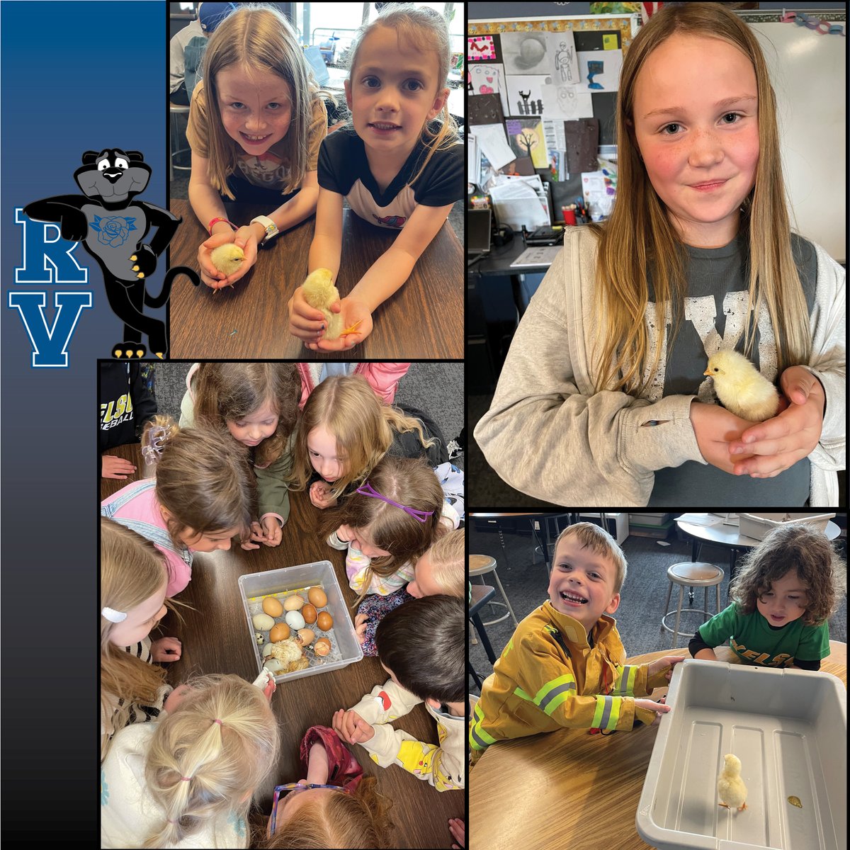 Science just got a little more egg-citing and a lot more adorable!
Rose Valley students welcomed new feathered friends while learning about life cycles in STEAM class. #STEAM #FutureScientists #HatchingCuriosity