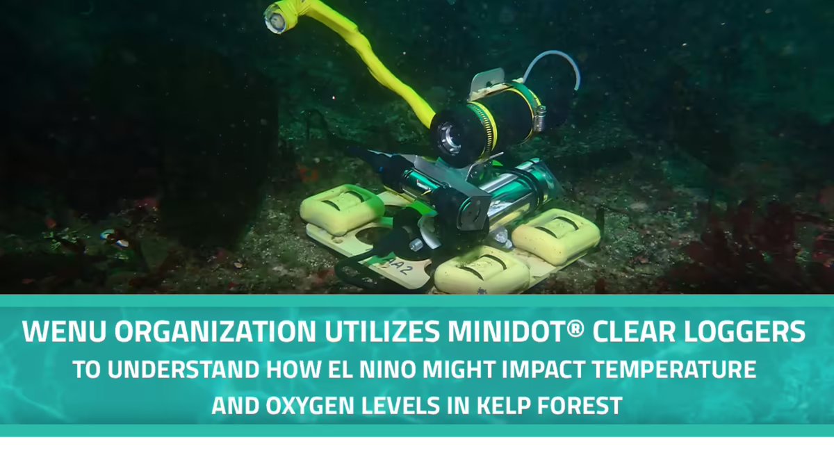 PMESensors's tweet image. How does El Niño impact kelp forests and endangered species like white abalone? 🌊
The citizen science group Watching Earth and Nature Unlimited (WENU) is using miniDOT® Clear Loggers to monitor temperature and oxygen levels.
🔗Learn more: lnkd.in/gcVEzhJn
#PME