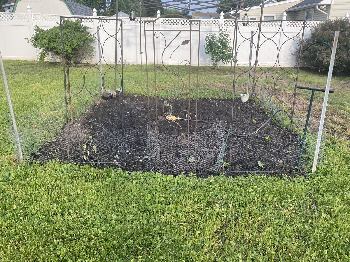 Newjerseydevel's tweet image. I haven’t updated my garden in awhile! Here is how it looks nice! So much is growing and so quickly! Can’t wait to see how it comes out.
