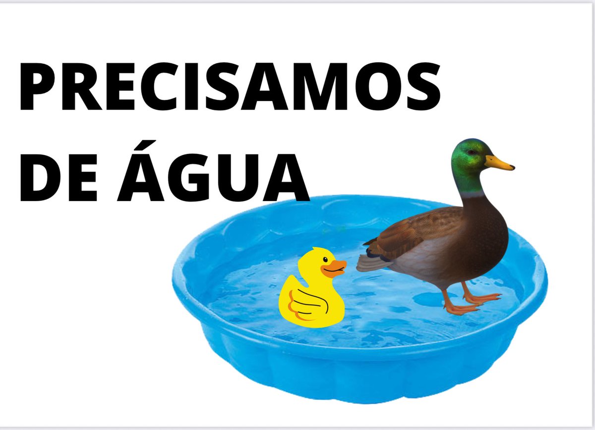 kikaoverdose's tweet photo. Os patos do oásis da Figueira da Foz reivindicam a restituição da água ao seu lago https://t.co/RRdz3eilTb