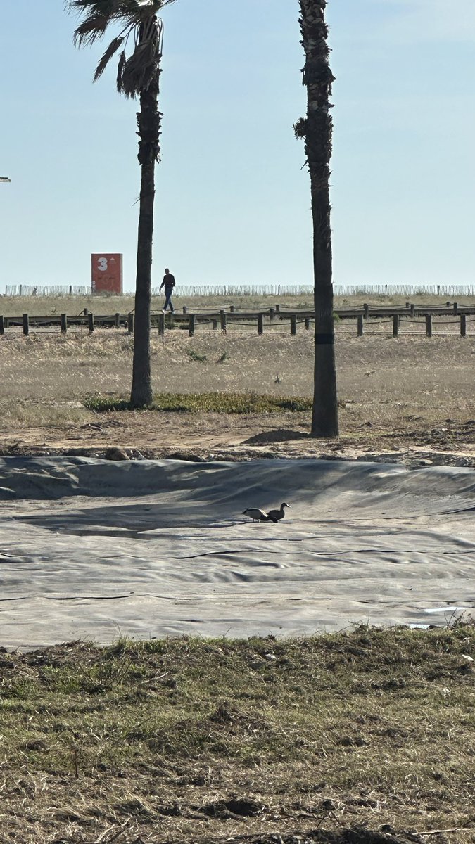 kikaoverdose's tweet photo. Os patos do oásis da Figueira da Foz reivindicam a restituição da água ao seu lago https://t.co/RRdz3eilTb