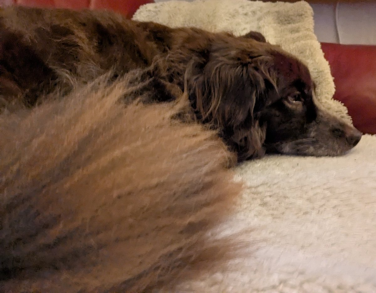 spurtifix's tweet photo. @Strahle_Stern Gute Nacht, du Schönheit 🥰🐶 https://t.co/bNa1I3RnwT