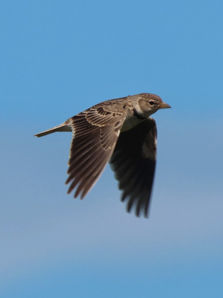 treen_paul's tweet photo. This afternoon spent on the steppe near to Cape Kaliakra, Bulgaria. Calandra Lark, Isabelline Wheatear, Tawny Pipit and my 1st ever Short-toed Larks. Wheatear, Hoopoe and a single Stone Curlew also seen https://t.co/nvSLzodCwM