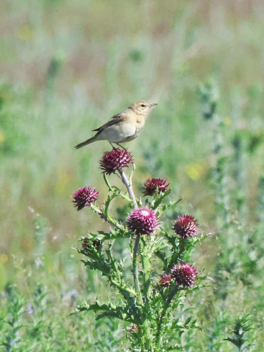 treen_paul's tweet photo. This afternoon spent on the steppe near to Cape Kaliakra, Bulgaria. Calandra Lark, Isabelline Wheatear, Tawny Pipit and my 1st ever Short-toed Larks. Wheatear, Hoopoe and a single Stone Curlew also seen https://t.co/nvSLzodCwM