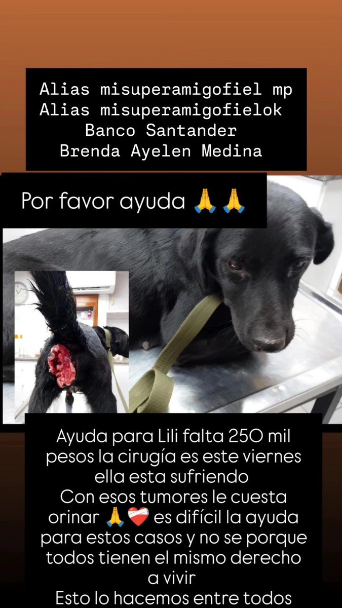 Ayuda para lili falta 250 mil pesos la cirugía es este viernes ella esta sufriendo 
Con esos tumores le cuesta orinar 🙏❤️‍🩹 es difícil la ayuda para estos casos y no se porque todos tienen el mismo derecho a vivir 
Esto lo hacemos entre todos
ALIAS MISUPERAMIGOFIEL 
BRENDA MEDINA