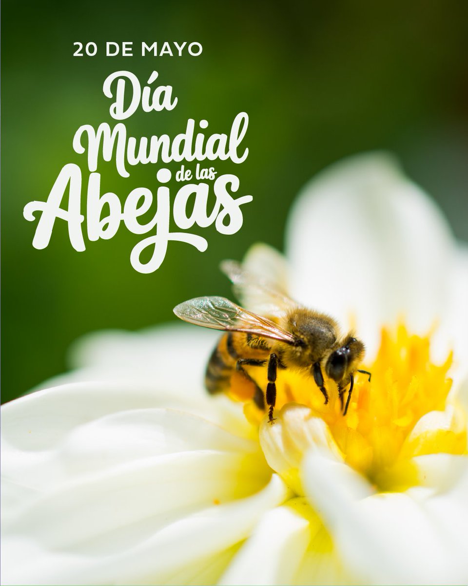 Las abejas son responsables de un tercio de los alimentos que consumimos. Esto se debe a que la polinización, que las abejas realizan al transportar polen entre las flores, es esencial para la producción de muchos cultivos y frutos que consumimos.

¡Cuidémoslas! 🐝