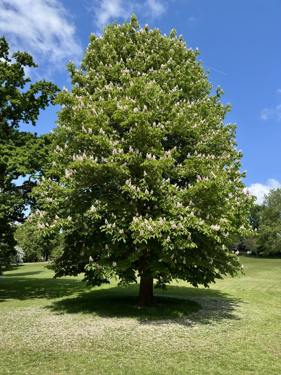 Ian Thain tweet media