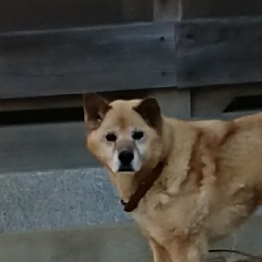 isimaru's tweet photo. この写真を元に　ファンタジー風の犬のイラスト書いてもらったら
よいのができた https://t.co/loDrf3AR5P