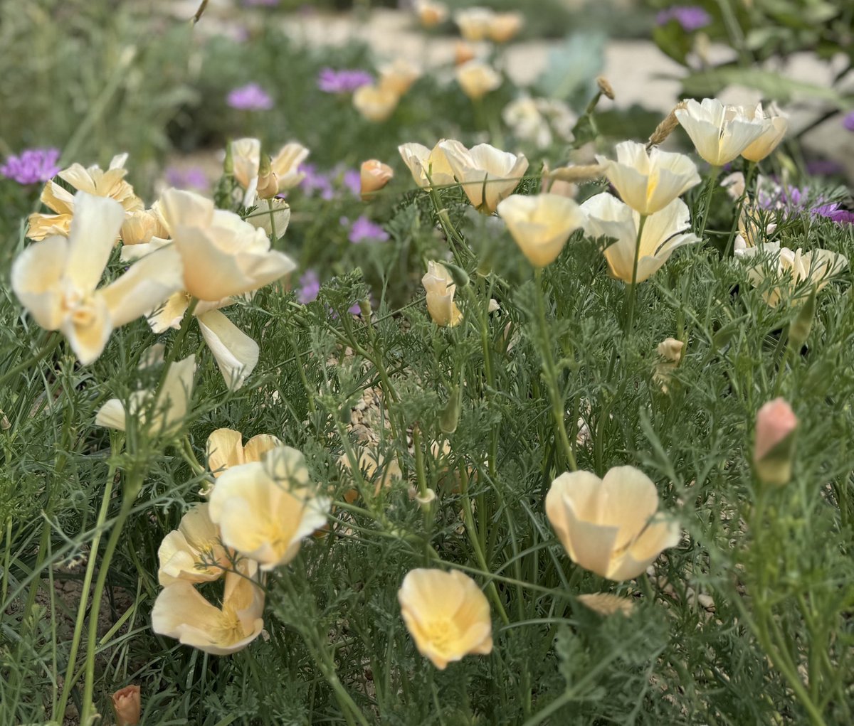 I always come home from a show feeling empowered and confident in my abilities as a Horticulturist, but then social media makes me sink back into a self-deprecating hole.

#GardeningX #GardeningTwitter