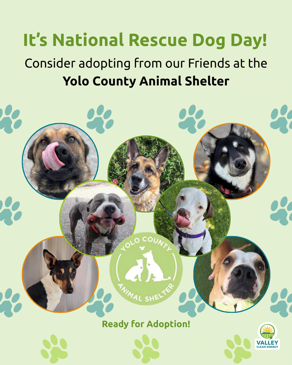 At VCE, we’re committed to fostering a better world — one where both people and animals can thrive. If you're thinking about expanding your family, consider adopting a rescue dog from Yolo County Animal Shelter. zurl.co/xbPRg