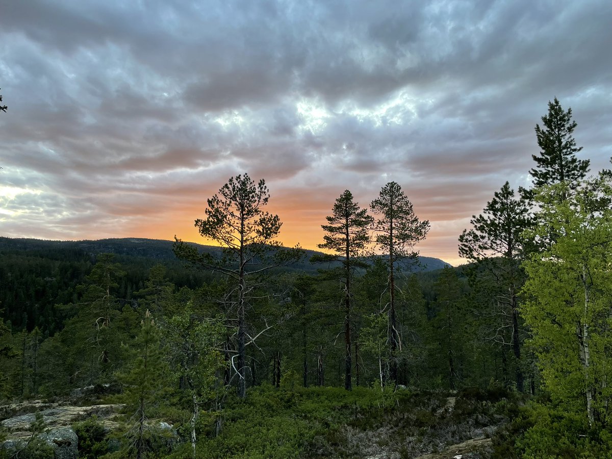 Shades of evening. Enjoy😊💕🦋🦊