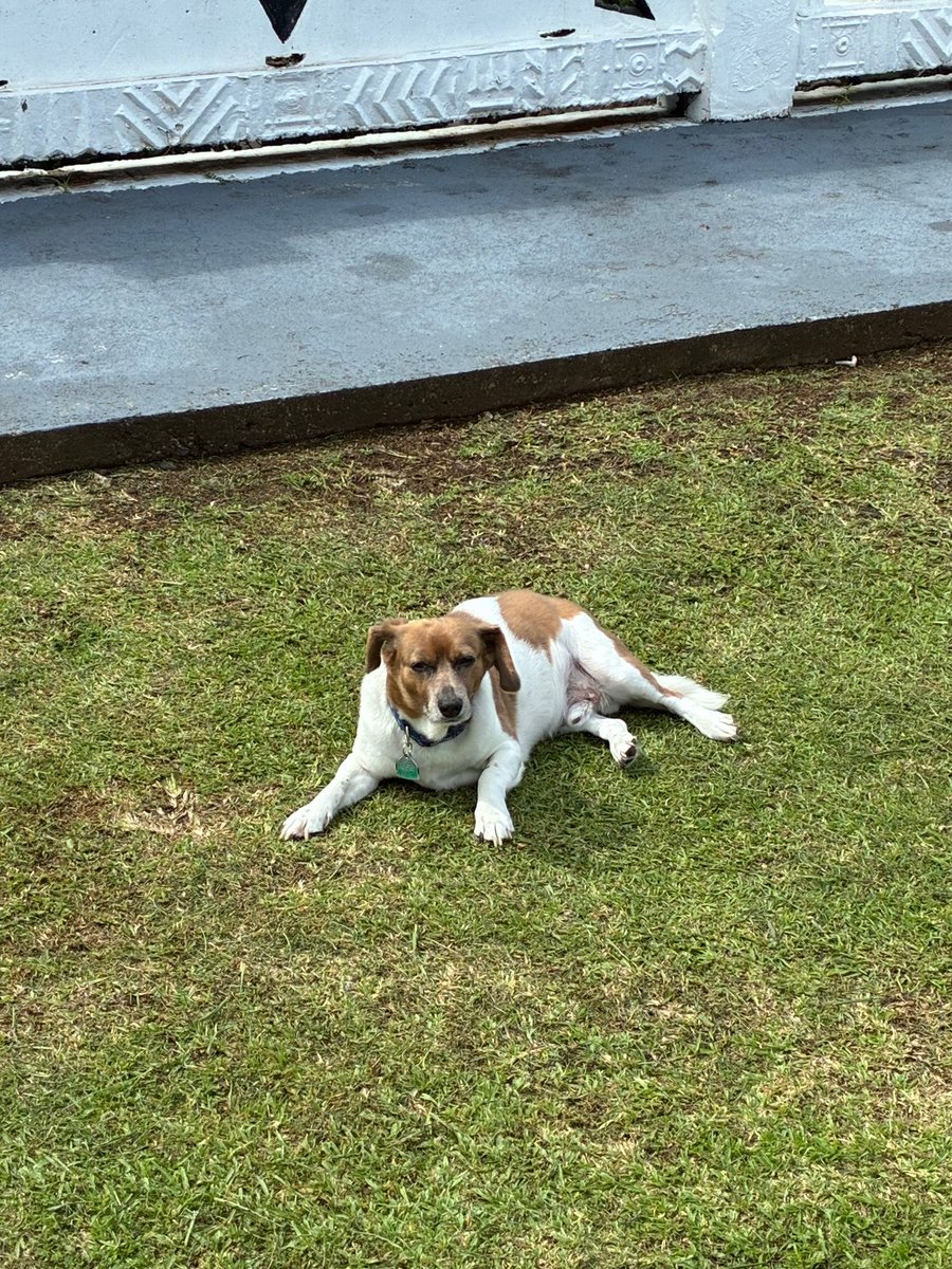 governorpula's tweet photo. Happy #NationalRescueDogDay! 🐾 Meet Bozley—our loyal rescue pup who reminds us daily of the love these dogs bring. Let’s raise awareness for the amazing dogs in need of homes right here in American Samoa. 🏠❤️ #AdoptDontShop #FureverHome https://t.co/9flptdEw2T
