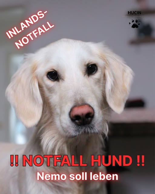 yolandaschultes's tweet photo. Bitte teilt! Pflegestelle gesucht
Kopie von Hunde & Co. in Not e.V.
!Dringend Pflegestelle gesucht!
Nemo ist krank – die finale Diagnose steht noch aus. Die Abgabehalter haben weder das Geld noch den Willen, den Weg weiter mit ihm zu gehen. Die Euthanasie wurde bereits in den Raum gestellt, da Nemo zunehmend abbaut und ohne Diagnose und Therapie der Rechtsweg diese Option zulässt.
Heute hatten wir eine verzweifelte Tierärztin am Telefon, die Nemo nicht seine letzte Spritze geben wollte. Nemo ist 2 ½ Jahre alt. Als Verdachtsdiagnose steht Morbus Addison im Raum.
Wir wissen, wie unfassbar bewegend Nemos Geschichte ist – trotzdem bitten wir, von Hasskommentaren abzusehen! Wenn ihr helfen möchtet, dann kommentiert etwas Nettes und teilt Nemo, damit wir die Nadel im Heuhaufen finden.
Was muss nun gemacht werden: Blutuntersuchung, Stimulationstest, Röntgen, Ultraschall
Wenn sich Morbus Addison bestätigt – eine lebenslange Therapie. Sie erfordert: regelmäßiges Monitoring, alle paar Wochen eine Spritze, tägliche Kortisontabletten, gegebenenfalls Infusionstherapien.
Zusätzlich bedarf es eine strikte Diät - wir haben eine erfahrene Ernährungsberaterin, die die Pflegestelle dabei unterstützt.
Es kann zu einer Addison-Krisen kommen (wenn unbehandelt oder schlecht eingestellt)- dann muss er sofort in die Klinik. Richtig therapiert ist dies zwar nicht auszuschließen, aber äußerst selten. 
Als Verein kommen wir für die Kosten der Behandlungen auf.
Nemo wiegt mittlerweile nur noch 23kg aber ist ein aufgeweckter, lieber und witziger Goldie wie er im Buche steht. Er ist verträglich mit Katzen, Hunden, Menschen. Nemo baut ab und braucht dringend ein stabiles Umfeld, in dem er medizinisch versorgt wird..
Wir suchen eine Pflegestelle, die sich der Verantwortung bewusst ist und mit uns auf enger Vertrauensbasis zusammenarbeitet.
Kleine Kinder mag er zwar, wir wünschen uns aber ein ruhiges Umfeld – möglichst ohne zu viel Trubel. 📍Aktuell befindet er sich in Leipzig.
Die Erleichterung und Freude in der Stimme der Tierärztin, als sie hörte, dass wir uns um ihn kümmern, werde ich so schnell nicht vergessen.
Jetzt brauchen wir eine Pflegestelle, damit wir ihm auch wirklich helfen können. 
Wenn Du dir vorstellen kannst Nemo gemeinsam mit uns auf seiner Reise zu begleiten, dann fülle unsere Selbstauskunft aus, diese erhältst du per automatischer Antwort, wenn du uns eine private Nachricht sendest.
Info@hucin.de
hundeundcoinnotev
https://t.co/1BmLMVWJe1