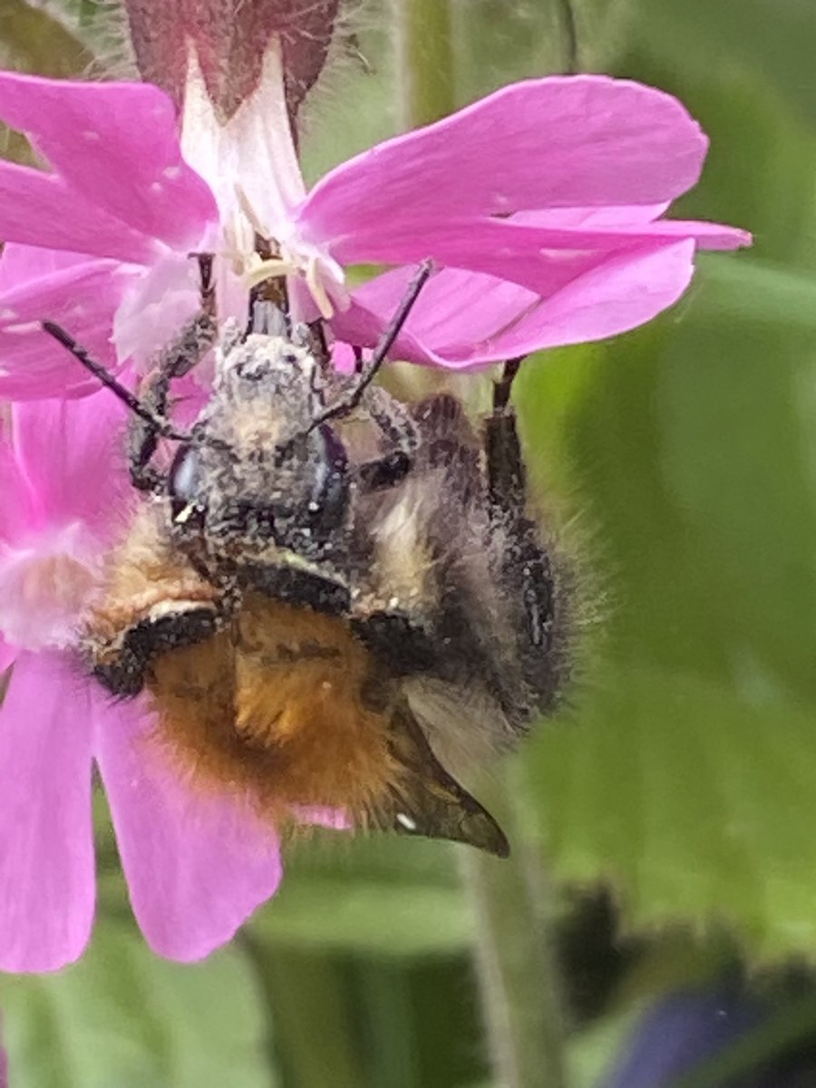 In Enys Tregarthen’s Piskey Shoemaker, little Margaret and her mother take their bees up onto the downs to find the sweetest heather, as Margaret listens for buzzing she hears a tiny tapping. 
#FairyTaleTuesday #WorldBeeDay #CornishFolkTalesofPlace #CornishFolklore