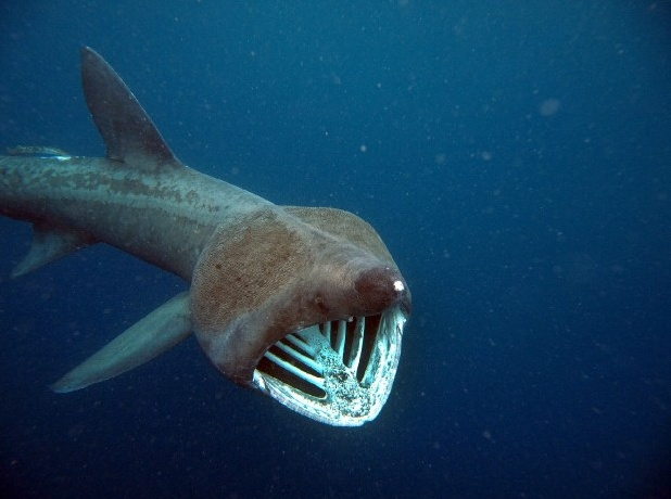 SharksEveryDayy's tweet photo. I love basking sharks https://t.co/gifzKNSqXf