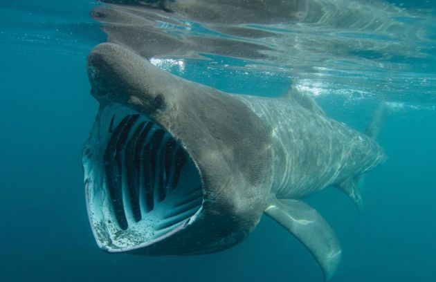 SharksEveryDayy's tweet photo. I love basking sharks https://t.co/gifzKNSqXf