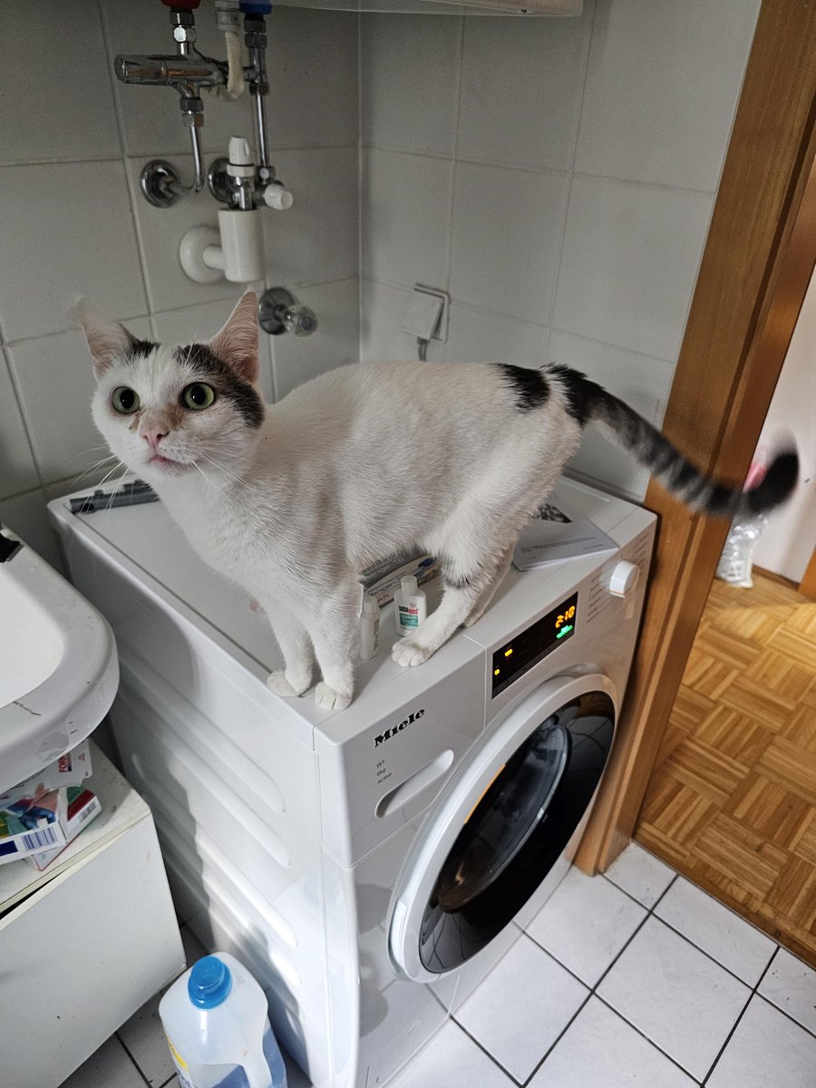 Our cat inspects the new washing machine [by qoheletal]
  
 #cute #tail