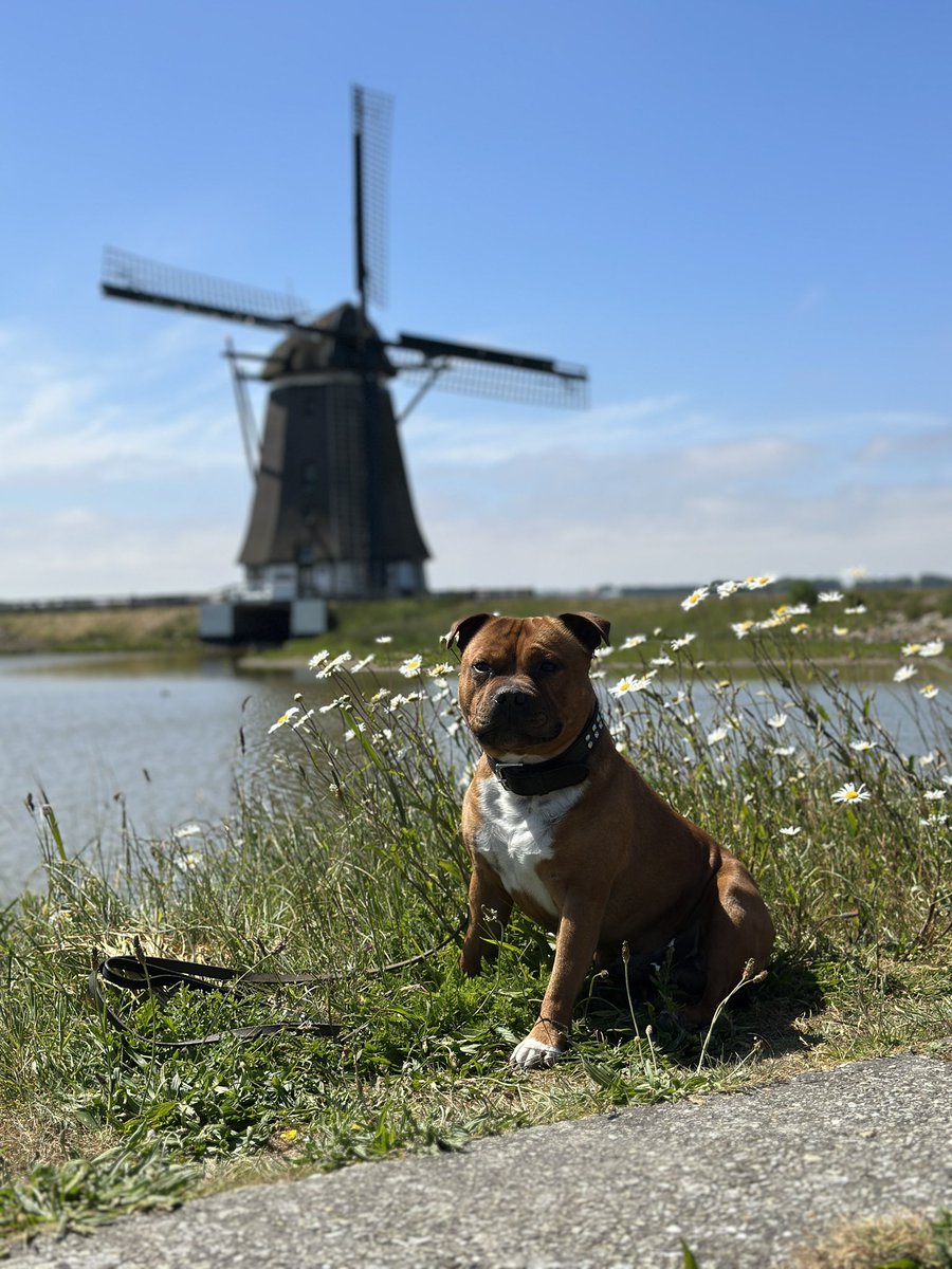 MrClownspeed's tweet photo. Dutch Staffy. #Staffordshire #staffy #dog #windmill #dutchlandscape #texel #dogphoto #photograph https://t.co/0UoJVztW4t