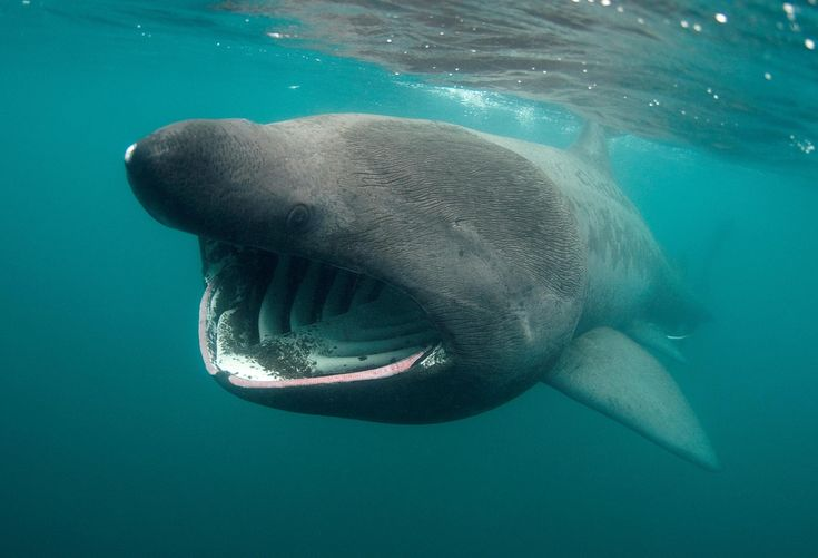 SharksEveryDayy's tweet photo. I love basking sharks https://t.co/gifzKNSqXf