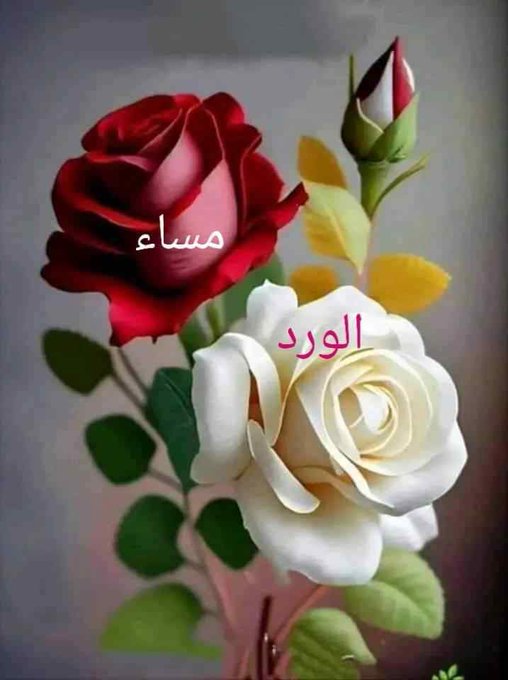 مساء الخير