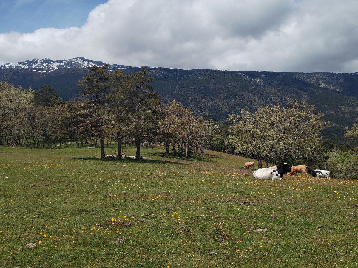 JulioVias's tweet photo. El macizo de #Peñalara desde el valle de #ElPaular, esta misma mañana. A sus pies el #PinardelosBelgas, que pronto va a ser incorporado al #PNGuadarrama. Al final se hará como propone el @oapngob, su propietario...
Así anuncié el debate hace año y medio:
https://t.co/KfQMYRGN17 https://t.co/2YkH7aVKig