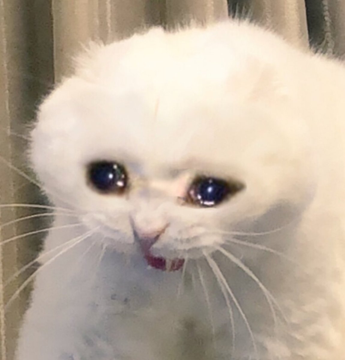 sad cat gamble (@sadcat_gamble) on Twitter photo I want to do 50 sol giveaway if this cry sad cat hit 1000 likes and 200 repost. Legendary pic I want to do 50 sol giveaway if this cry sad cat hit 1000 likes and 200 repost. Legendary pic