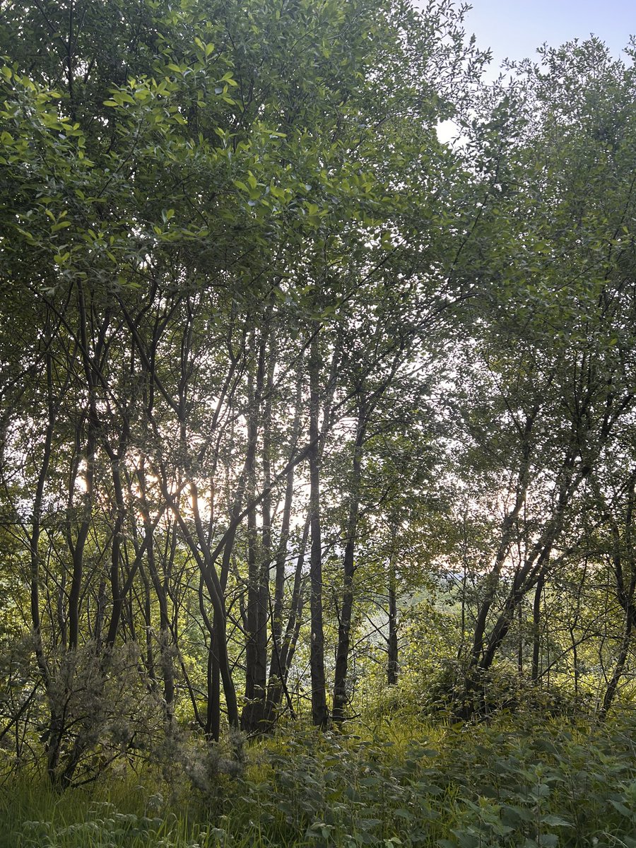 Day 20 and another evening walk with some football in the park too! The longer evenings are a complete joy.