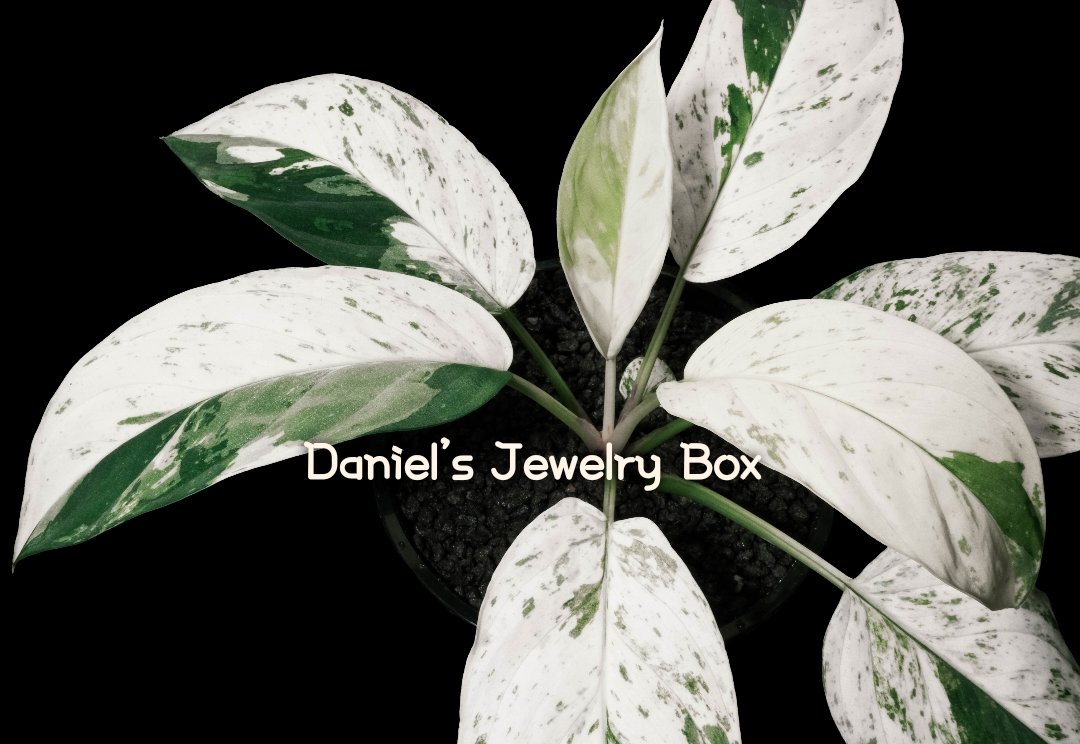 Homalomena Variegated

#homalomena #ホマロメナ #vivarium #terrarium #tropicalplants #paludarium #ブセファランドラ #観葉植物 #熱帯植物 #雨林植物 #パルダリウム #テラリウム #熱帯雨林植物 #furtadoa #bucephalandra #DJB便 #rainforestplants #variegatedplants