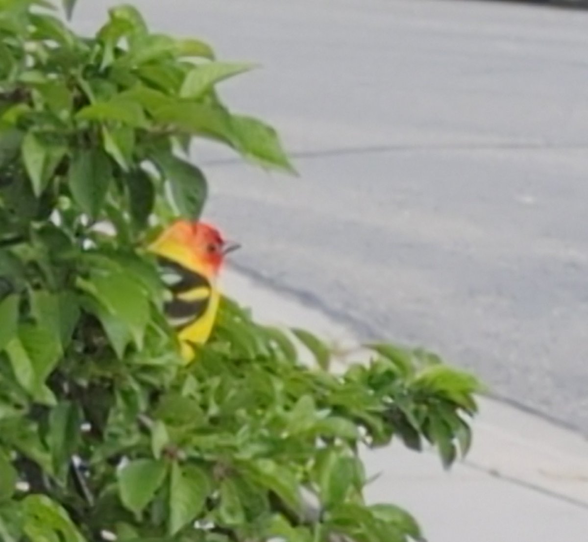 davidgcox's tweet photo. Currently watching 2 of these play/fight out my front window.

Western tanagers https://t.co/5w00tSKWw9