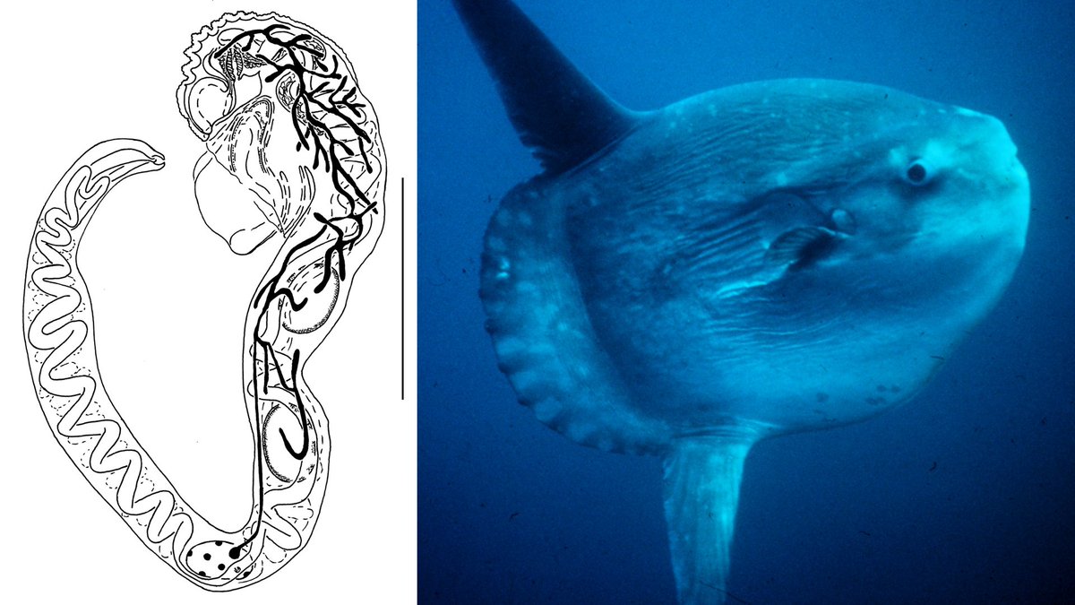 On this #WormWednesday, here's Odhnerium calyptrocotyle - a species of digenean trematode living in the intestine of the ocean sunfish (Mola mola).
cambridge.org/core/journals/…