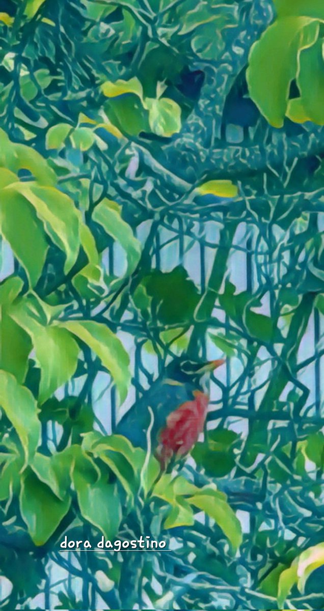 ArtistDora's tweet image. #vss365 On the branch,
an orange sequined showboat flirts.
Proud&amp;amp;upright
the rays of the sun
feels like applause.
Majestic #defense protecting the fledgling's nest,standing guard,
keeping an eye on man,
its adversary.The glint in its eye makes it clear,It will #defend 'till D end