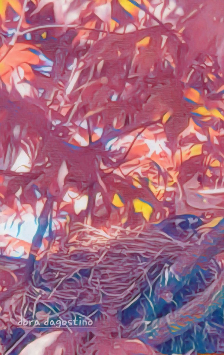 ArtistDora's tweet image. #vss365 On the branch,
an orange sequined showboat flirts.
Proud&amp;amp;upright
the rays of the sun
feels like applause.
Majestic #defense protecting the fledgling's nest,standing guard,
keeping an eye on man,
its adversary.The glint in its eye makes it clear,It will #defend 'till D end