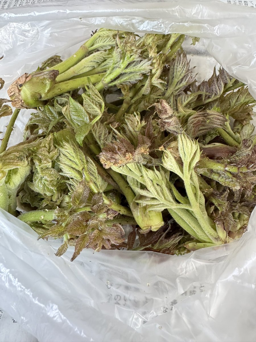 Yuucharoru's tweet photo. あたしの隠れた趣味(∩´∀`∩)💕
今年もいけた🥰
虫嫌いだけど山菜採ってる時、覚醒して無敵モードに近いくら位になるw https://t.co/Fb5UsbypGE