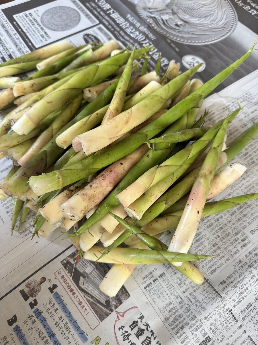 Yuucharoru's tweet photo. あたしの隠れた趣味(∩´∀`∩)💕
今年もいけた🥰
虫嫌いだけど山菜採ってる時、覚醒して無敵モードに近いくら位になるw https://t.co/Fb5UsbypGE