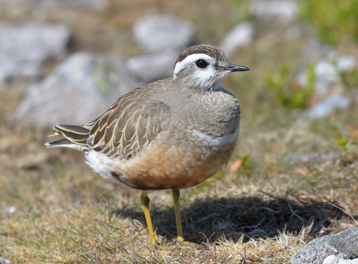 Dennis Morrison (@denmor77) on Twitter photo Dotterel still on the summit of Carnethy Hill earlier this morning (20th May) despite first being reported on the 13th <a href="/birdinglothian/">Birding Lothian</a> Dotterel still on the summit of Carnethy Hill earlier this morning (20th May) despite first being reported on the 13th <a href="/birdinglothian/">Birding Lothian</a>