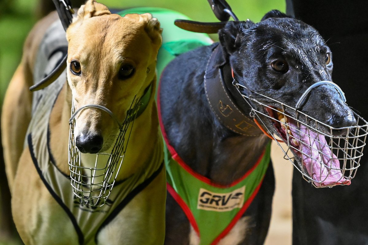 The Sandown Cup... It's the country's greatest and most storied staying race and Jeff Britton has two main players that have had a journey and a half to get into the Sandown Cup. 

FULL STORY | watchdog.grv.org.au/media/view/g78…