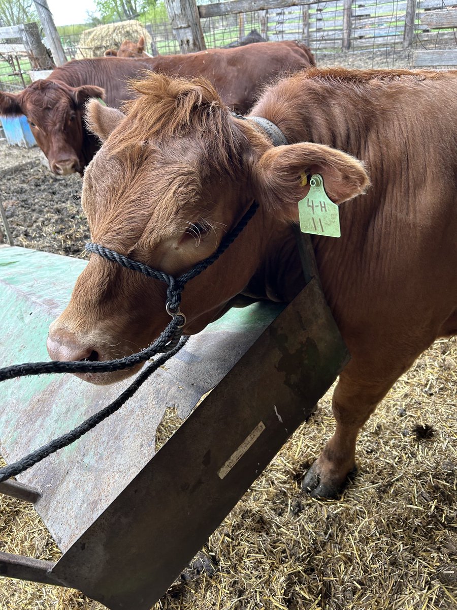 Guenther thought he might try on some new bling tonight! Come on down to the Portage Ex on July 4 to fill your freezer.