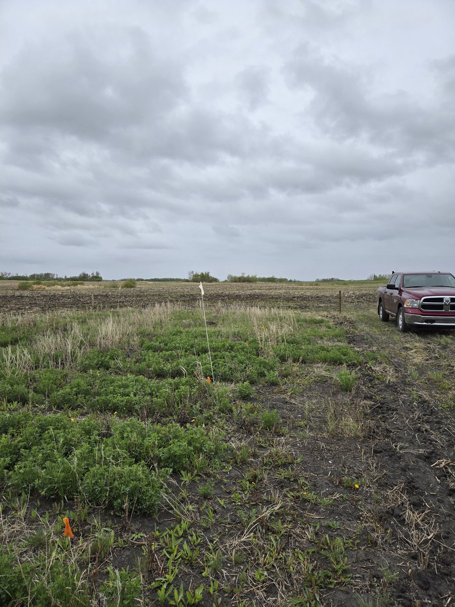 DrBart_Beef's tweet image. Awesome day at #LardnerLab 1. 1. Toured Yorkton salinity plots with Charlotte Ward 
2. Summer students repairing SF6 equipment 
#AppliedBeefForageResearch @agbiousask @RDARAlberta @SKAgriculture