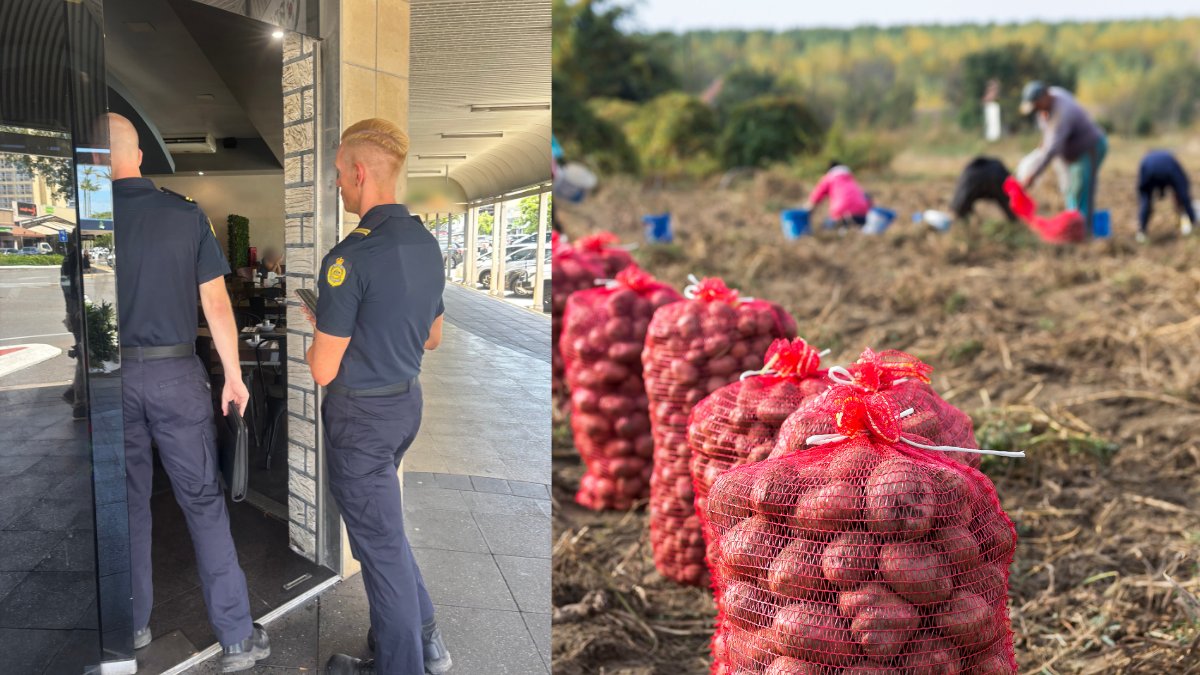 Illegal #workers living on the job: How ABF officers uncovered #visa scams in Far North #Queensland!
Read details here: theaustraliatoday.com.au/illegal-worker…

🔍 3 individuals found without work rights
🛑 Infringement notices and penalties on the way
🤝 Compassionate support offered to