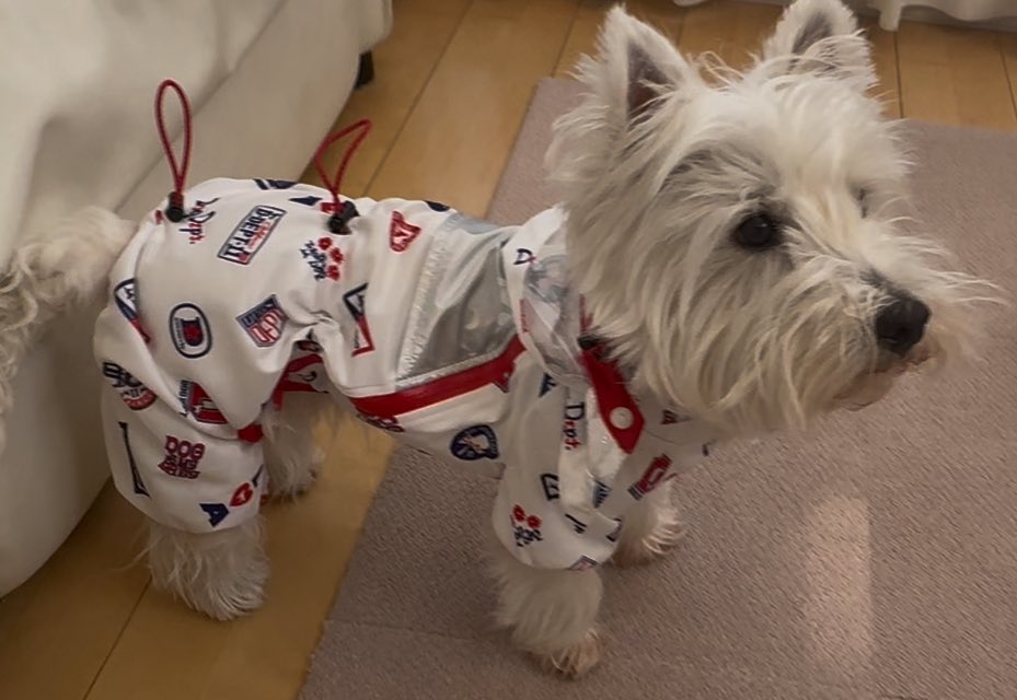 仕事を休んで久しぶりのおひとり様時間を満喫🍀
ドッグデプトで足のついたレインコートをゲット！店員さんに相談してミニチュアダックスサイズにしてみたら大正解😍雨の日の散歩も楽しくなるかな😊#ウエストハイランドホワイトテリア  #ウエスティ #WESTIE #westhighlandwhiteterrier