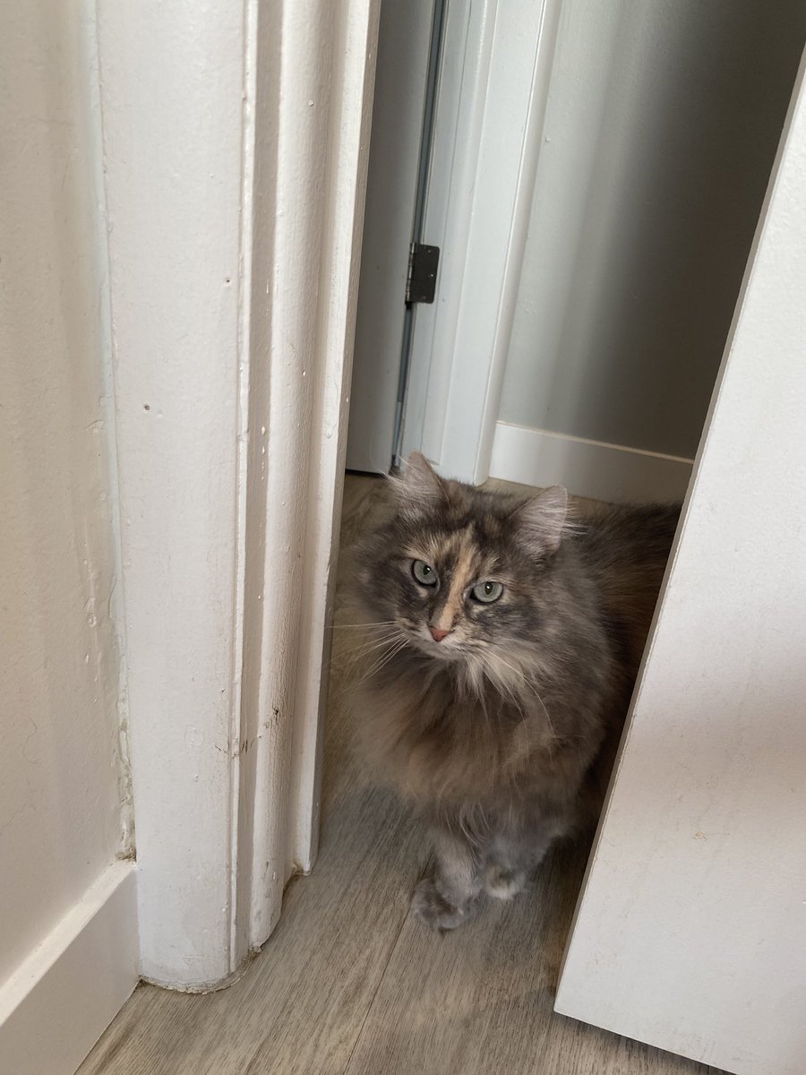 jujubeeandcleo's tweet photo. welcome to the bathroom! 1-2 cats will be with you shortly 😌 https://t.co/nVjdNREQvs