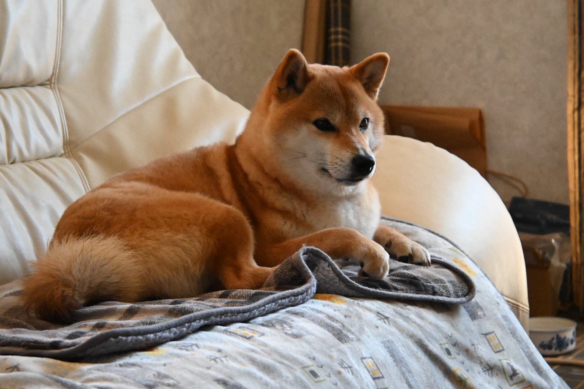 yajitaro's tweet photo. ウチのワンコ妊娠したのか？してないのか？ https://t.co/ipM8BiOjEr