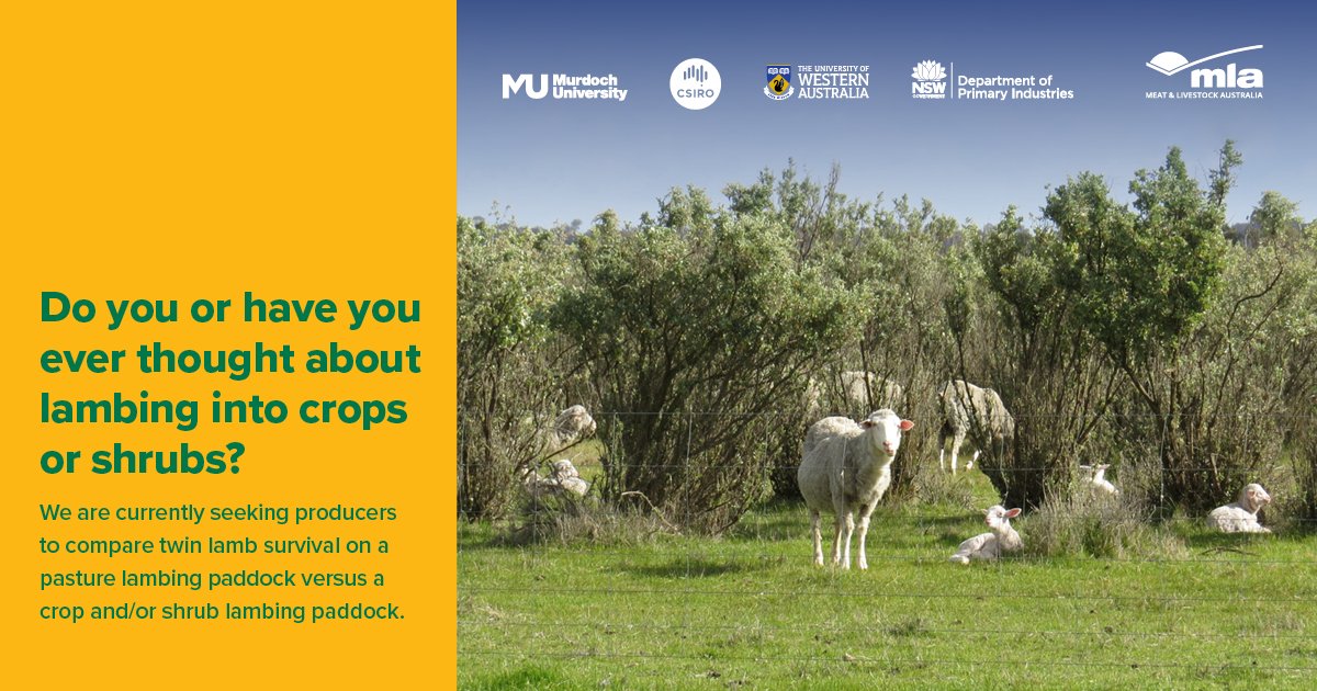 Georgia Welsh (@georgiawelsh10) on Twitter photo We're still looking for farms to help us collect data on twin-lamb survival in pasture vs. edible shelter (crop or shrub) lambing paddocks. 🐑🌱
Get in touch on 0409 833 036 or georgia.welsh@murdoch.edu.au.
<a href="/shade_shelterAU/">Shade & Shelter research project</a> <a href="/MUniResearch/">Murdoch University Research</a> <a href="/meatlivestock/">Meat & Livestock Australia</a> <a href="/WAAgCollab/">WA Agricultural Research Collaboration</a> We're still looking for farms to help us collect data on twin-lamb survival in pasture vs. edible shelter (crop or shrub) lambing paddocks. 🐑🌱
Get in touch on 0409 833 036 or georgia.welsh@murdoch.edu.au.
<a href="/shade_shelterAU/">Shade & Shelter research project</a> <a href="/MUniResearch/">Murdoch University Research</a> <a href="/meatlivestock/">Meat & Livestock Australia</a> <a href="/WAAgCollab/">WA Agricultural Research Collaboration</a>