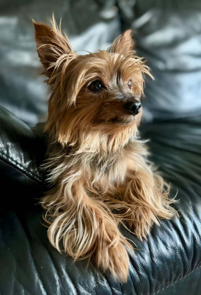 Happy birthday to our boy Chewy! He turned 11 today! 💙🐾