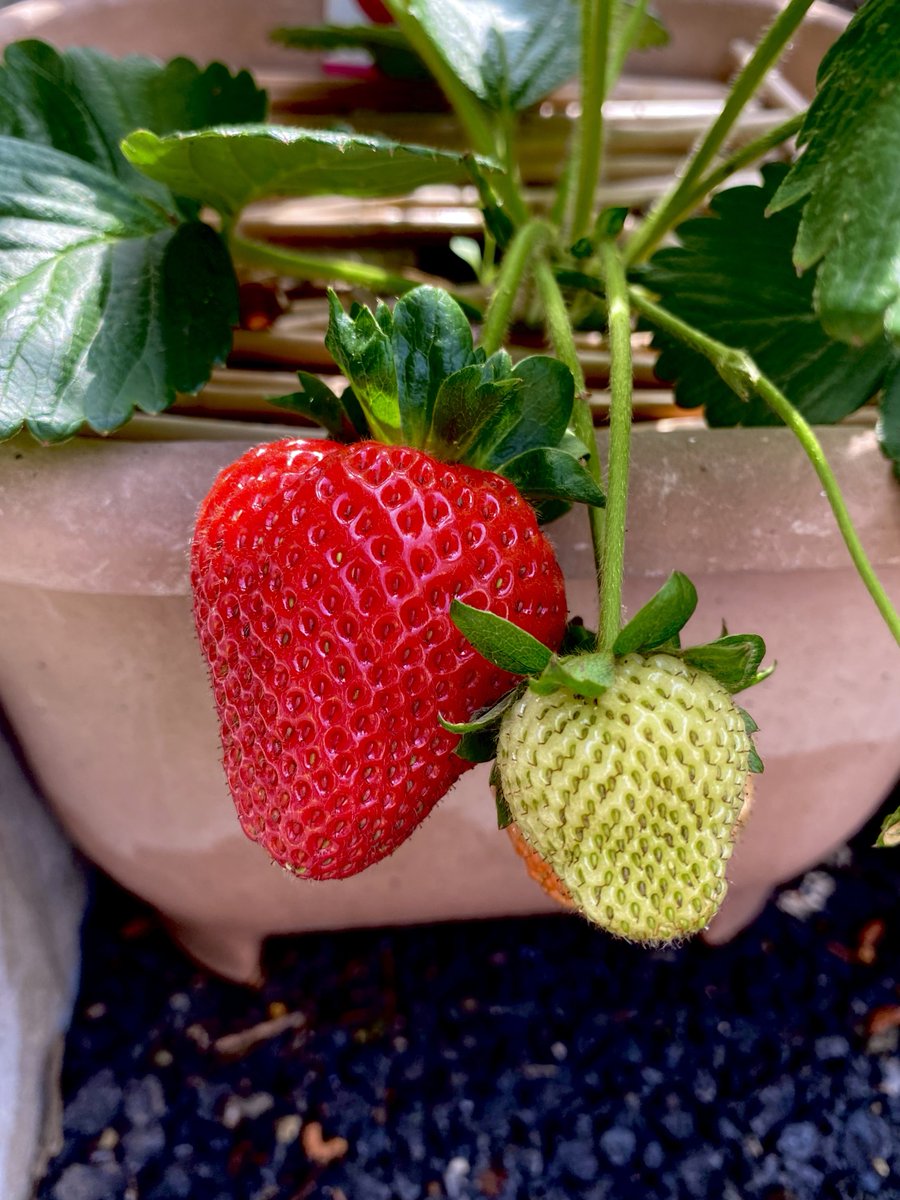 _dangosan's tweet photo. お庭付きのテラスハウスに引っ越したので
ベランダ菜園の時よりたくさん育てられる✨

きゅうりの収穫は始まってて
トマトも大きくなってきたよ〜🍅
今日は初いちご🍓収穫！

区内の引越しだったけど実家が徒歩圏内になったからじぃじが楽しそうに菜園拡張してくる🤣 https://t.co/OC2IHEohSY