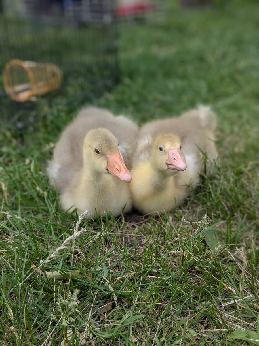 Nancy H (@nhuleatt54300) on Twitter photo 