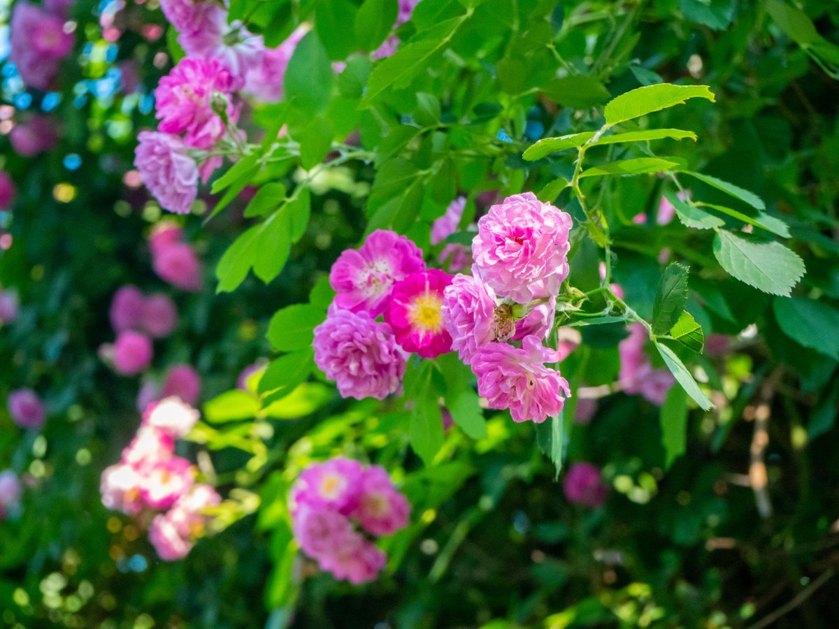 VisitBeijingcn's tweet photo. As #Xiaoman (#GrainBuds) marks nature's growth, Qingfeng #Park, in the heart of #Beijing's #CBD, offers a peaceful escape. Along the #TonghuiRiver, blooming roses line an old railway track, beautifully contrasting with industrial relics. #BeijingParks #SolarTerms #VisitBeijing https://t.co/HqlJoVCyYI