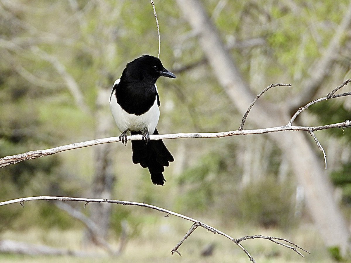 Black-billed Magpie is subtly different to ours - in Canmore this evening.