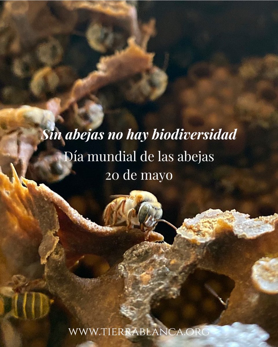 Sin abejas no hay biodiversidad y sin biodiversidad estamos condenados a desaparecer. #porlabiodiversidad