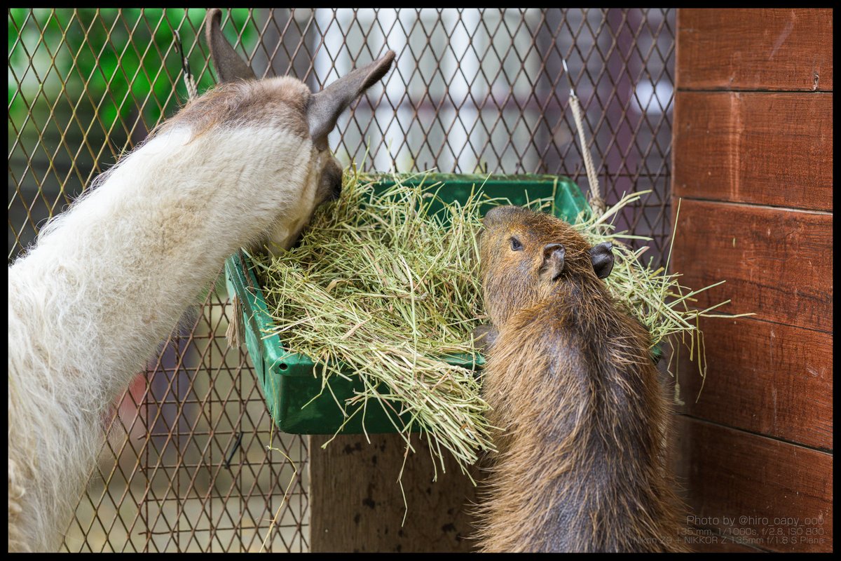 hiro_capy_ooo's tweet image. 仲良くご飯なのか、
それともラマのご飯を盗み食い中なのか・・・
#Capybara #カピバラ #Llama #ラマ #サユリワールド